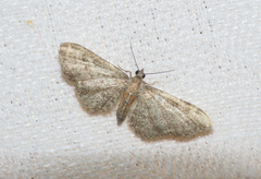 Eupithecia haworthiata