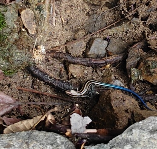 Shanghai Elegant Skink