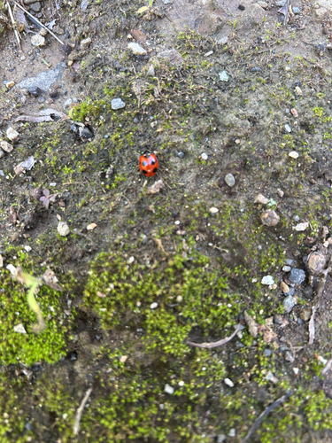 Japanese Seven Spotted Lady Beetle