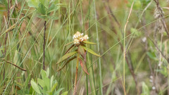 Rhododendron groenlandicum