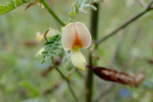 Aeschynomene indica observed 2026-10-01