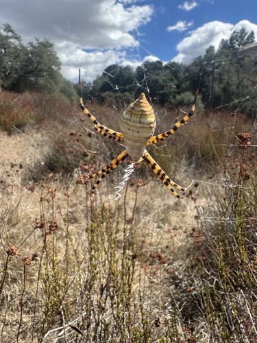 Banded Garden Spider