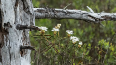 Rhododendron groenlandicum