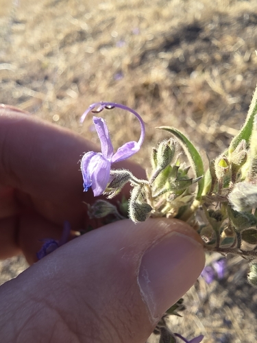 Vinegar Weed