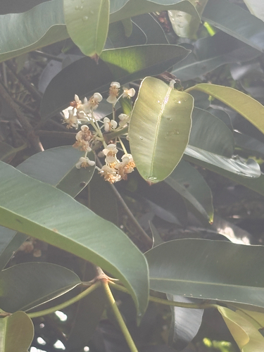 Calophyllum soulattri observed 2026-10-01