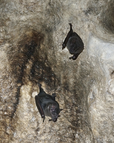 Artibeus jamaicensis observed 2026-09-30