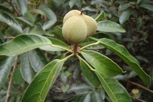 Image of Garcia nutans by (c) Iván Cumpián, some rights reserved (CC BY)