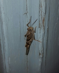 Trimerotropis pallidipennis