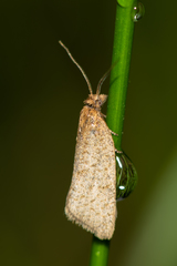 Clepsis senecionana
