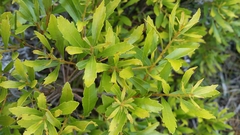 Morella cerifera image