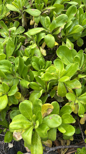 Scaevola taccada observed 2026-09-30