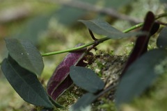 Smilax glyciphylla