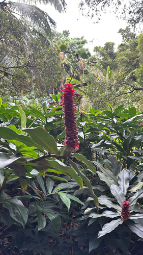 Costus observed 2026-09-30