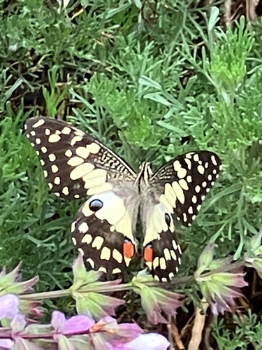Lime Swallowtail