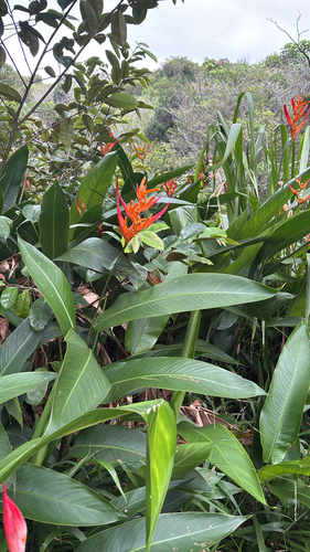 Heliconia observed 2026-09-30