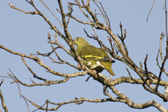 Treron curvirostra