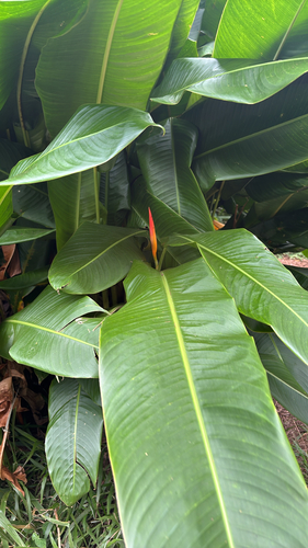 Heliconia observed 2026-09-30