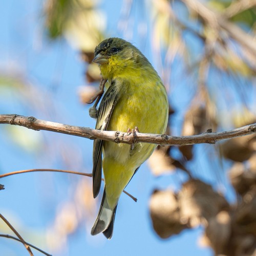 Lesser Goldfinch