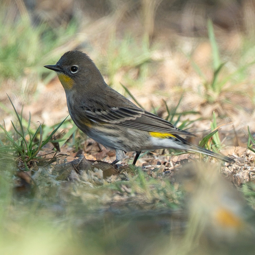 Yellow-rumped Warbler
