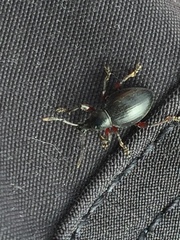 Otiorhynchus atroapterus