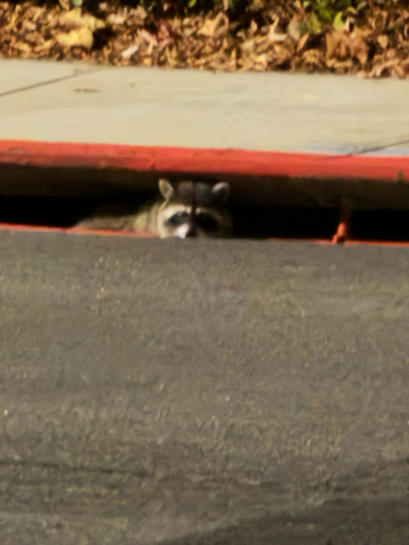 Common Raccoon