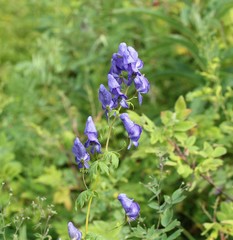 Aconitum fischeri