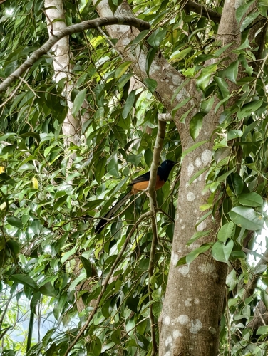 White-rumped Shama