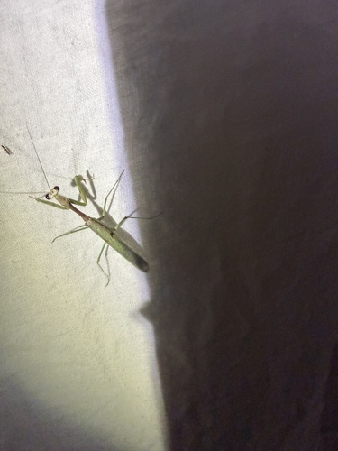 Arizona Mantis
