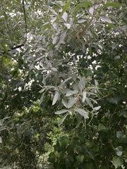 Elaeagnus angustifolia