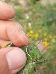 Pamphagus cristatus