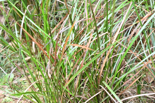 Lepidosperma laterale observed 2026-10-01