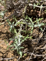 Eriophyllum lanatum achilleoides