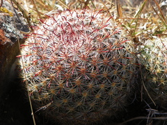 Mammillaria jaliscana jaliscana