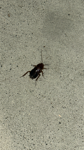 Turkestan Cockroach