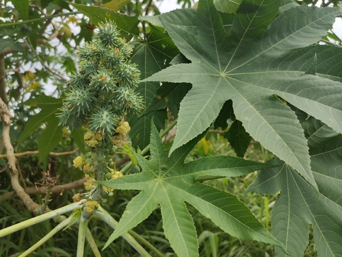 Ricinus communis observed 2026-09-30