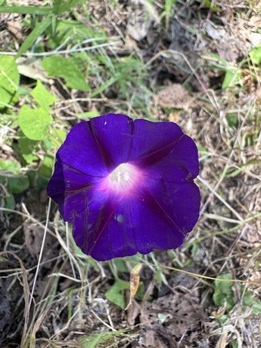 common morning-glory