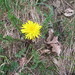Faeroes Dandelion - Photo (c) snedergaard, some rights reserved (CC BY-NC), uploaded by snedergaard