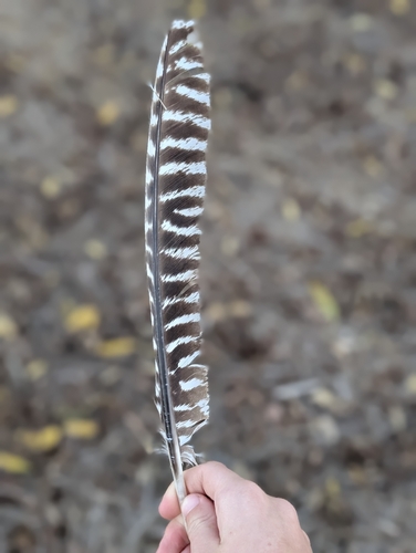 Wild Turkey