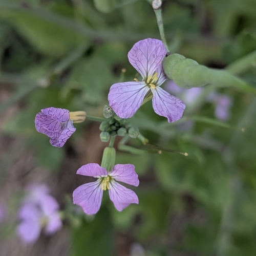 Wild radish