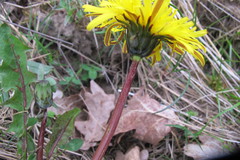 Taraxacum faeroense