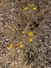 Eriophyllum lanatum achilleoides