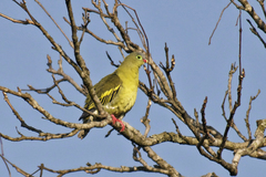 Treron curvirostra