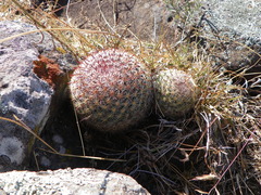 Mammillaria jaliscana jaliscana