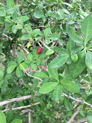 Magnoliopsida