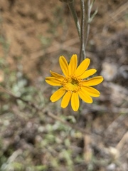 Eriophyllum lanatum achilleoides