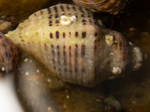 Acanthinucella spirata observed 2026-09-28