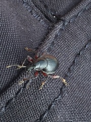 Otiorhynchus atroapterus