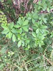 Magnoliopsida
