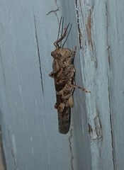 Trimerotropis pallidipennis