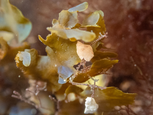 Dictyopteris undulata observed 2026-09-28